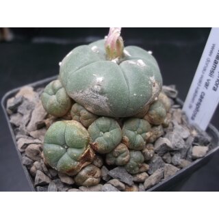 Lophophora williamsii var. caespitosa !