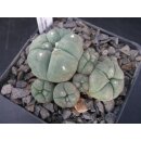 Lophophora williamsii var. caespitosa (1) !