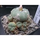 Lophophora williamsii var. caespitosa !