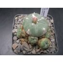Lophophora williamsii var. caespitosa !