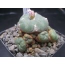 Lophophora williamsii var. caespitosa !