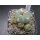 Lophophora williamsii var. caespitosa !