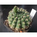 Gymnocalycium quehlianum 7cm !!