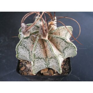 Astrophytum capricorne 8cm makellos !