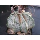 Astrophytum capricorne 8cm makellos !