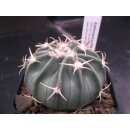 Echinocactus texensis 6cm