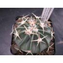 Echinocactus texensis 6cm