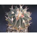 Stenocactus coptonogonus 7,5cm WE !