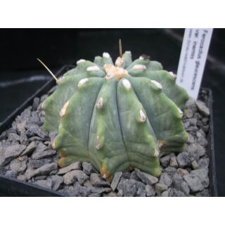 Ferocactus glaucescens var. inermis 7cm