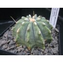 Ferocactus glaucescens var. inermis 7cm