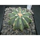 Ferocactus glaucescens var. inermis 7cm