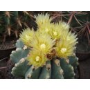 Ferocactus glaucescens var. inermis 7cm