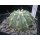 Ferocactus glaucescens var. inermis 7cm