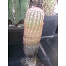 Echinocereus pectinatus ssp. rigidissimus gro&szlig; 18cm...