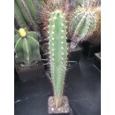 Neocardenasia herzogiana 45cm !