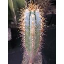 Pilosocereus azureus 36cm !