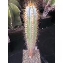 Pilosocereus azureus 36cm !