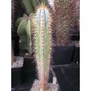 Pilosocereus azureus 36cm !