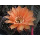 Echinopsis (1343) Hybride "EN0901 - Orange" !!