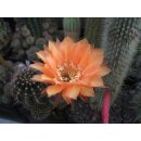 Echinopsis (1343) Hybride "EN0901 - Orange" !!