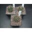 Echinopsis (1343) Hybride "EN0901 - Orange" !!