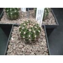 Echinopsis (1343) Hybride "EN0901 - Orange" !!