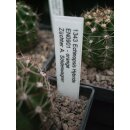Echinopsis (1343) Hybride "EN0901 - Orange" !!