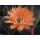 Echinopsis (1343) Hybride "EN0901 - Orange" !!