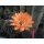 Echinopsis (1343) Hybride "EN0901 - Orange" !!