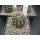 Echinopsis (1343) Hybride "EN0901 - Orange" !!