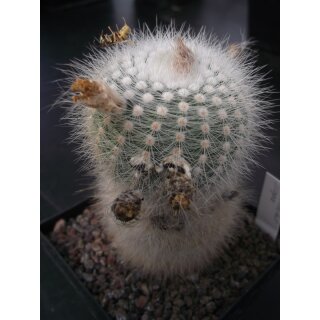 Notocactus scopa  !