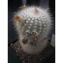 Notocactus scopa  !