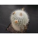 Notocactus scopa  !