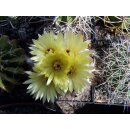 Notocactus scopa  !
