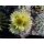 Notocactus scopa  !