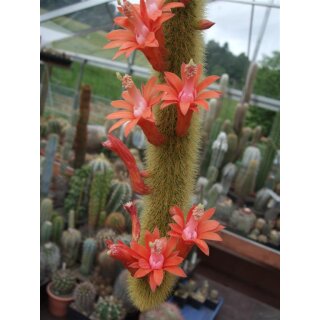 Hildewintera aureispina gro&szlig;e Triebe min. 16cm !!