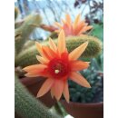 Hildewintera aureispina gro&szlig;e Triebe min. 16cm !!