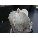 Astrophytum myriostigma gro&szlig; !