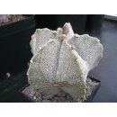 Astrophytum myriostigma gro&szlig; !