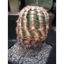 Echinocereus reichenbachii ssp. caespitosa - frosthart