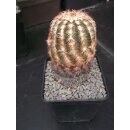Echinocereus reichenbachii ssp. caespitosa - frosthart