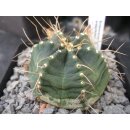 Echinocereus knippelianus gro&szlig; 6cm !!