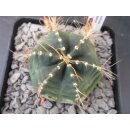 Echinocereus knippelianus gro&szlig; 6cm !!