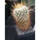 Stenocactus albatus 10cm !!