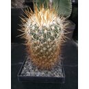 Stenocactus albatus 10cm !!