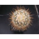 Stenocactus albatus 10cm !!