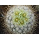 Stenocactus albatus 10cm !!