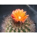 Parodia mairanana min. 6,5cm !