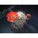 Echinocereus pacificus - Baja California !