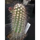 Echinocereus pacificus - Baja California !